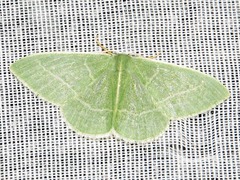 Neromia rubripunctilla