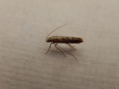 Epicephala trigonophora