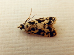 Eudonia aphrodes
