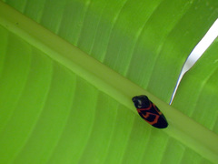 Okiscarta uchidae