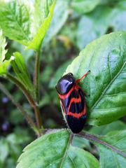 Okiscarta uchidae