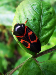 Okiscarta uchidae