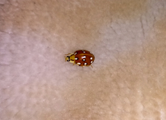 Harmonia eucharis