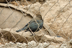 Euphagus