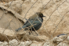 Euphagus