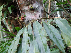 Alpinia shimadae