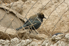 Euphagus