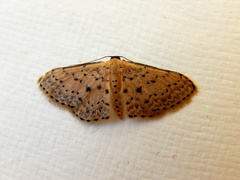 Idaea punctatissima