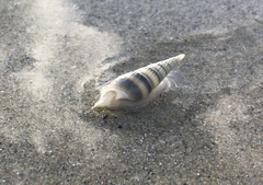 Terebridae