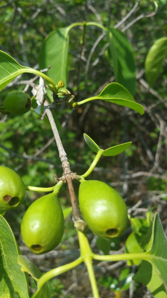 Coffea boinensis