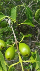 Coffea boinensis image