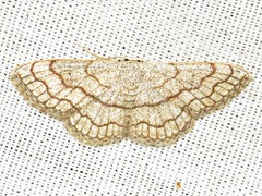 Scopula sinnaria