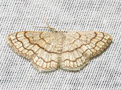 Scopula sinnaria