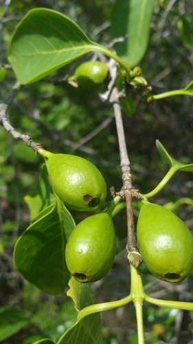 Coffea boinensis image