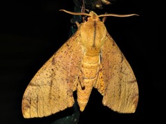 Platysphinx piabilis