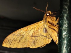 Platysphinx piabilis