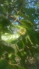 Perrierodendron boinense image