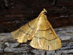 Stemmatophora depressalis