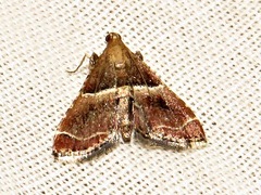 Endotricha consobrinalis consobrinalis