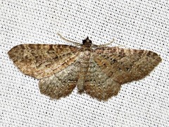 Horisme obscurata obscurata