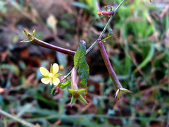 Ludwigia epilobioides