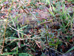 Ludwigia epilobioides