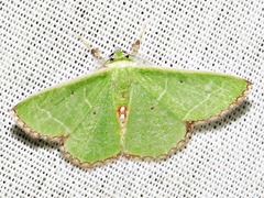 Comibaena leucospilata