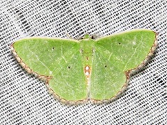 Comibaena leucospilata