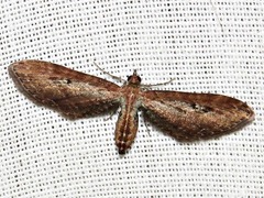 Eupithecia infelix