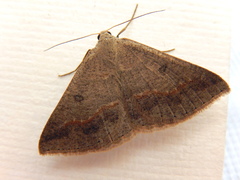 Nearcha tristificata