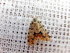 Thallarcha macilenta