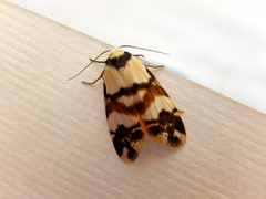 Thallarcha albicollis