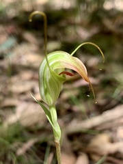 Pterostylis decurva