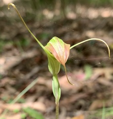 Pterostylis decurva