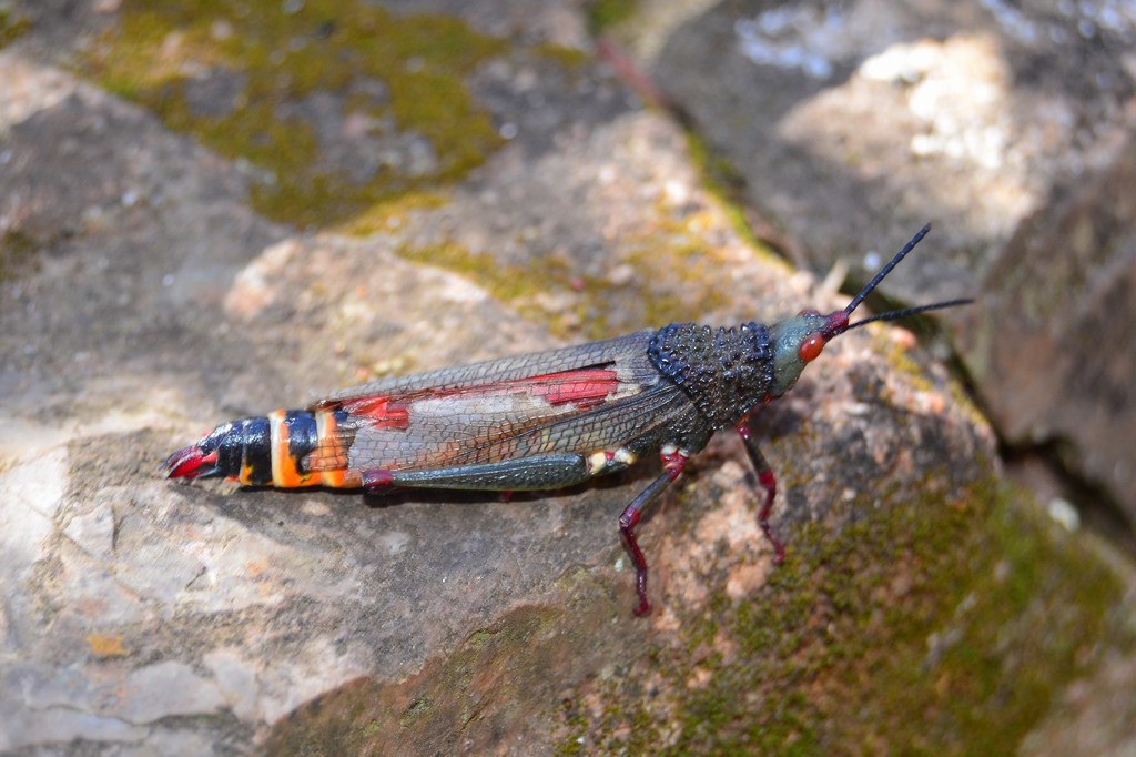 Taphronotina