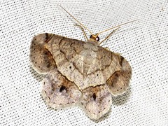 Chiasmia streniata streniata