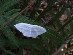 Acropteris leptaliata