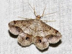 Chiasmia streniata streniata