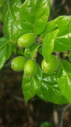 Coffea bissetiae image