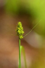 Carex arcta