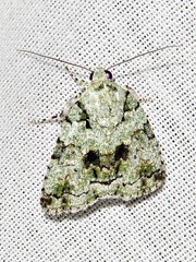 Blenina squamifera