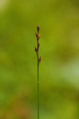 Carex laeviculmis