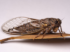 Gelidea torrida