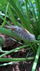 Dasychira chekiangensis