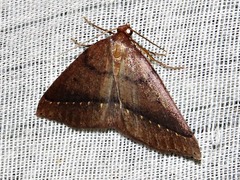 Drepanogynis cnephaeogramma