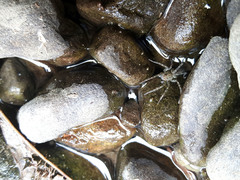 Pardosa pseudoannulata