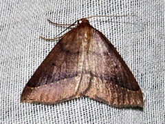 Drepanogynis cnephaeogramma