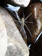 Pardosa pseudoannulata