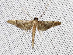 Duponchelia lanceolalis