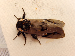 Psalidostetha banksiae